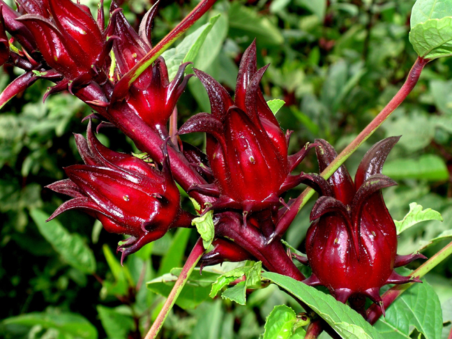 Rosel – Hibiscus sabdariffa | Herba Semulajadi Malaysia
