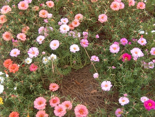 Portulaca_grandiflora (1)  Herba Semulajadi Malaysia