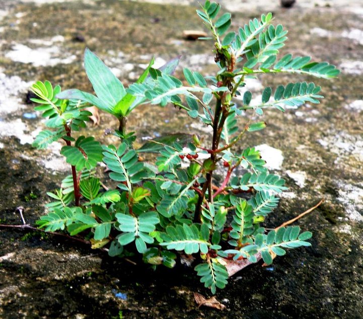 Pokok dokong anak  Herba Semulajadi Malaysia